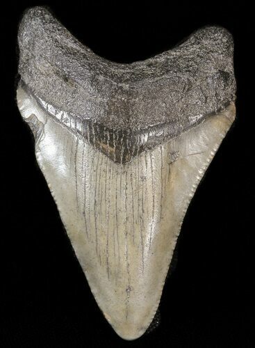Megalodon Tooth - South Carolina #43588